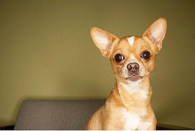 《全职猎人NEN×IMPACT》DLC角色尼飞比特公布